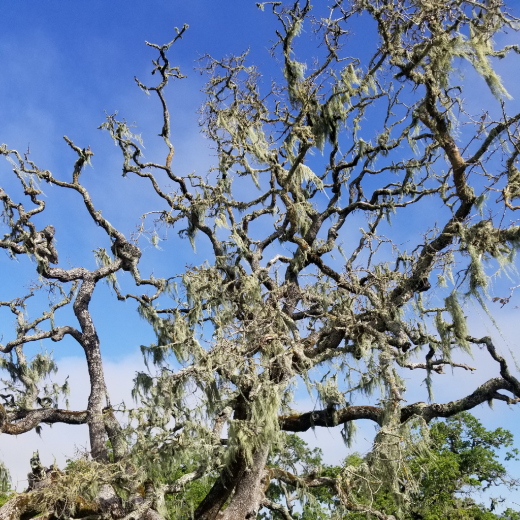 leafless oak tree with lichen hanginng from branches. blue sky background