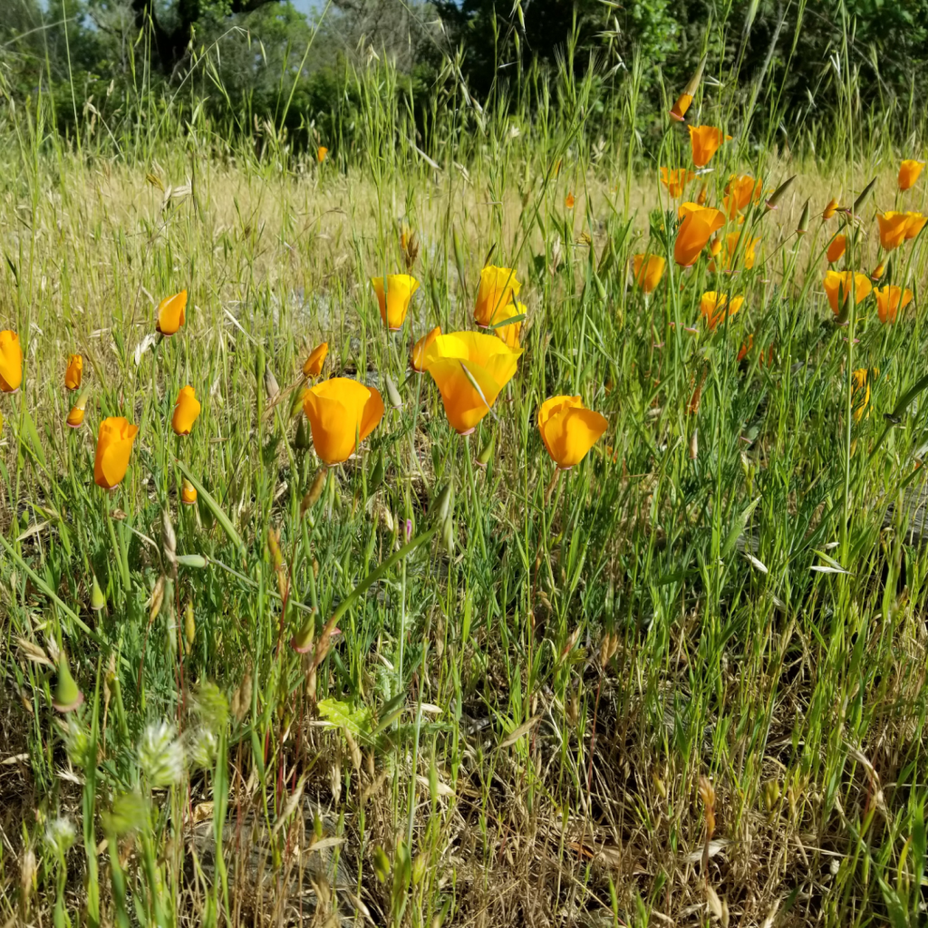 group of golden poppies growing among overgrown grass