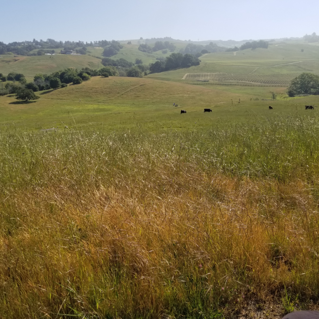 wild grass in foreground. background: green hills with a couple dark cows, green trees along creek, also a small vineyard
