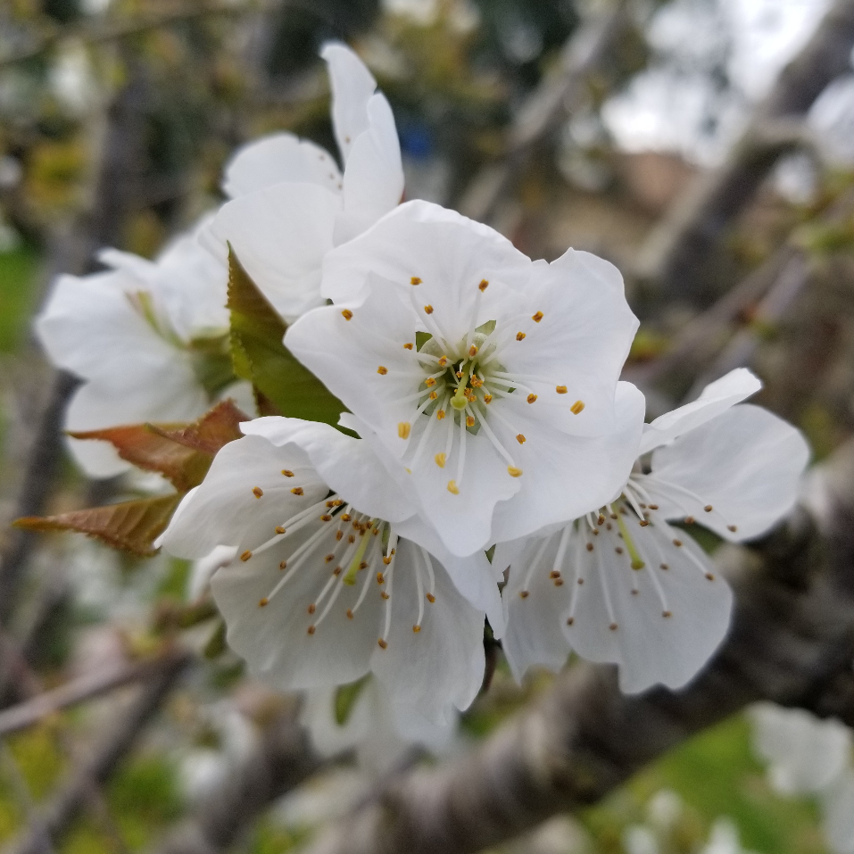 close-up view of white cherry blossom flower