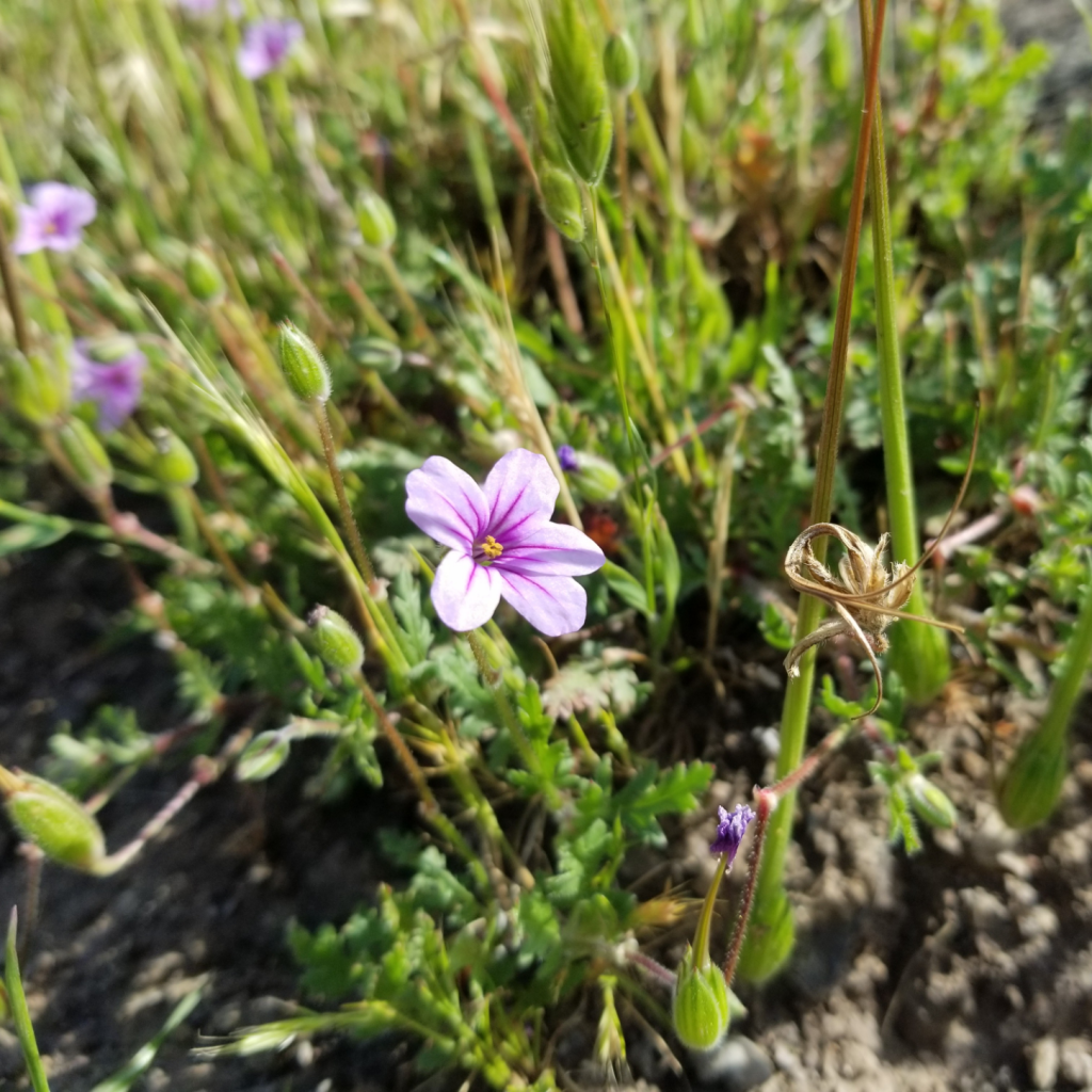 up close, grass and small light purple blossom: broadleaf filaree